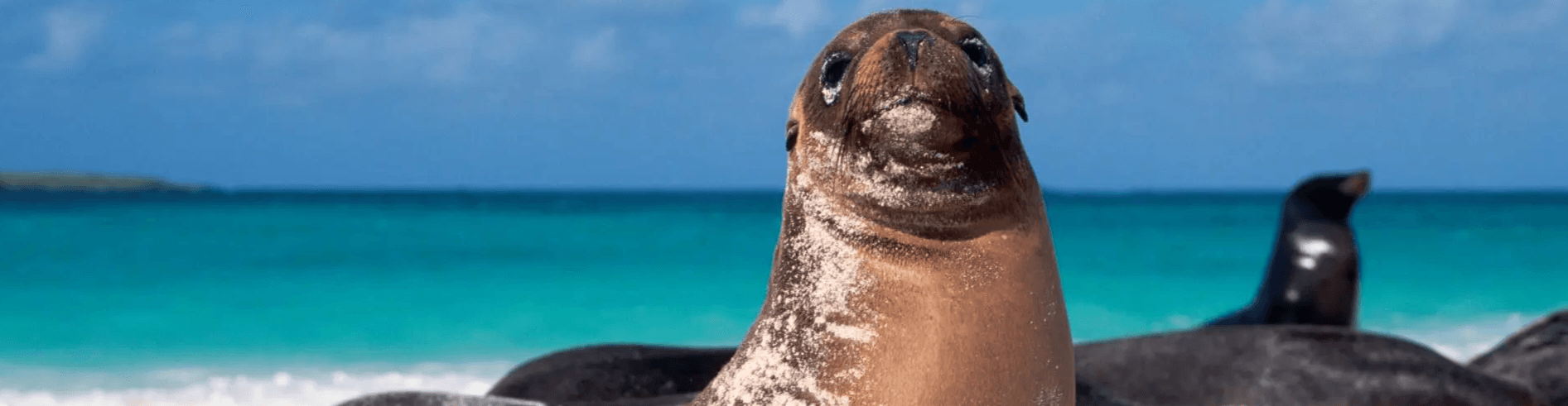 9 Fascinating Facts on The Galapagos Islands - background banner